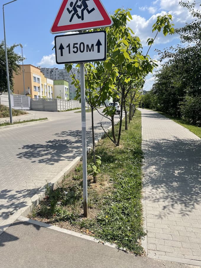 a number of newly planted decorative trees along Zaliznyaka Street